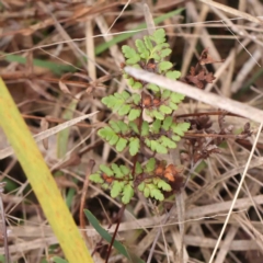 Cheilanthes sieberi subsp. sieberi (Narrow Rock Fern) at Bruce, ACT - 21 Aug 2023 by ConBoekel