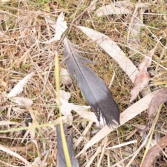 Columba livia (Rock Dove (Feral Pigeon)) at Bruce, ACT - 21 Aug 2023 by ConBoekel