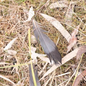 Columba livia at Bruce, ACT - 21 Aug 2023