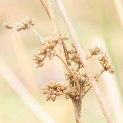 Juncus (genus) (A Rush) at Bruce, ACT - 21 Aug 2023 by ConBoekel