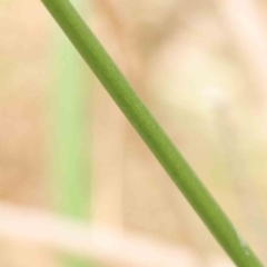 Juncus sp. at Bruce, ACT - 21 Aug 2023 12:56 PM