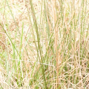 Juncus sp. at Bruce, ACT - 21 Aug 2023 12:56 PM