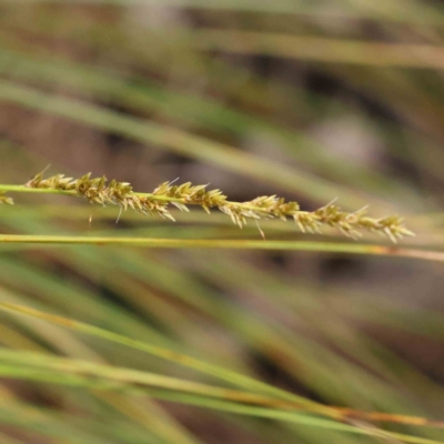 Carex appressa (Tall Sedge) at Bruce, ACT - 21 Aug 2023 by ConBoekel