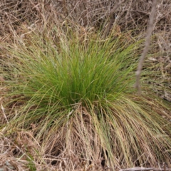 Carex appressa at Bruce, ACT - 21 Aug 2023