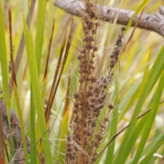 Lomandra longifolia (Spiny-headed Mat-rush, Honey Reed) at Bruce Ridge to Gossan Hill - 21 Aug 2023 by ConBoekel