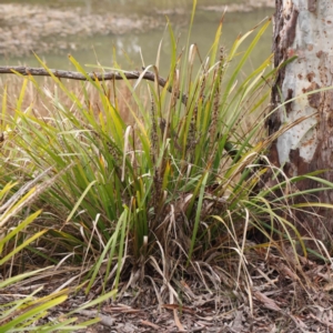 Lomandra longifolia at Bruce, ACT - 21 Aug 2023