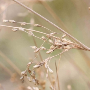 Juncus remotiflorus at Bruce, ACT - 21 Aug 2023