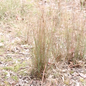 Juncus remotiflorus at Bruce, ACT - 21 Aug 2023 10:45 AM