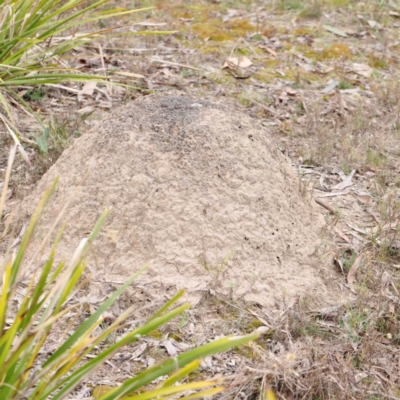 Nasutitermes exitiosus (Snouted termite, Gluegun termite) at Bruce, ACT - 21 Aug 2023 by ConBoekel