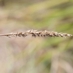 Carex appressa (Tall Sedge) at Bruce Ridge to Gossan Hill - 21 Aug 2023 by ConBoekel