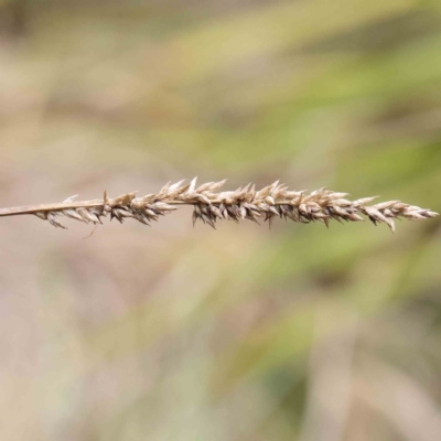 Carex appressa (Tall Sedge) at Bruce Ridge to Gossan Hill - 21 Aug 2023 by ConBoekel