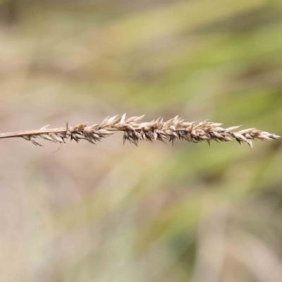 Carex appressa (Tall Sedge) at Bruce, ACT - 21 Aug 2023 by ConBoekel