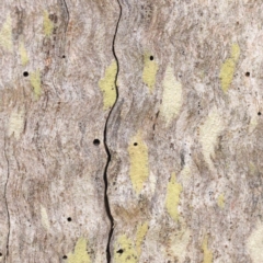 Unverified Lichen, Moss or other Bryophyte at Bruce, ACT - 21 Aug 2023 by ConBoekel