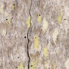 Unidentified Lichen, Moss or other Bryophyte at Bruce Ridge to Gossan Hill - 21 Aug 2023 by ConBoekel