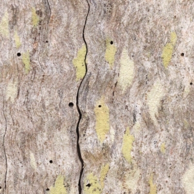 Unverified Lichen, Moss or other Bryophyte at Bruce, ACT - 21 Aug 2023 by ConBoekel