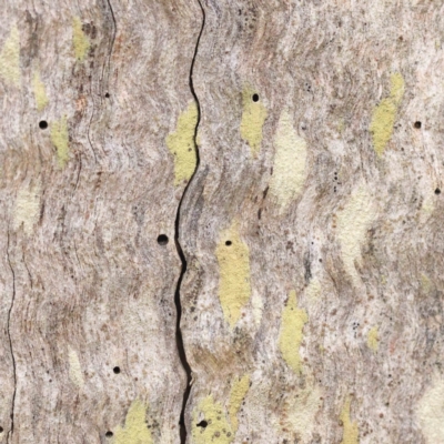 Unidentified Lichen, Moss or other Bryophyte at Bruce Ridge to Gossan Hill - 21 Aug 2023 by ConBoekel