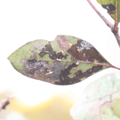 Unidentified Lichen, Moss or other Bryophyte at Bruce, ACT - 21 Aug 2023 by ConBoekel