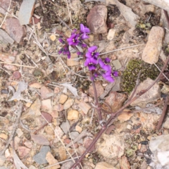 Hardenbergia violacea (False Sarsaparilla) at Bruce, ACT - 21 Aug 2023 by ConBoekel