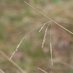 Poa sieberiana (Poa Tussock) at Bruce Ridge to Gossan Hill - 21 Aug 2023 by ConBoekel