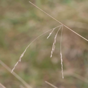 Poa sieberiana at Bruce, ACT - 21 Aug 2023 10:39 AM