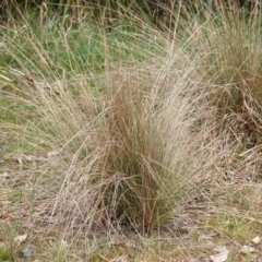 Poa sieberiana at Bruce, ACT - 21 Aug 2023 10:39 AM