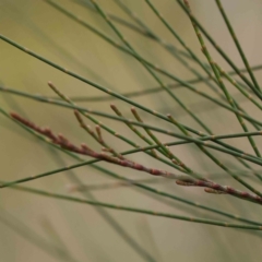 Casuarina cunninghamiana subsp. cunninghamiana (River She-Oak, River Oak) at Bruce Ridge to Gossan Hill - 21 Aug 2023 by ConBoekel