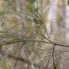 Casuarina cunninghamiana subsp. cunninghamiana at Bruce, ACT - 21 Aug 2023 11:11 AM