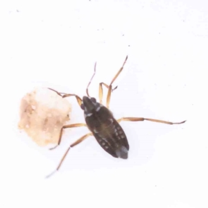 Mesovelia sp. at Bruce, ACT - 21 Aug 2023 12:11 PM