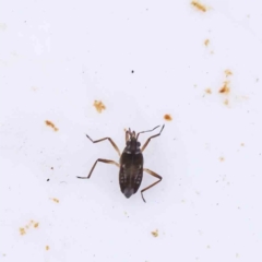 Mesovelia sp. at Bruce, ACT - 21 Aug 2023 12:11 PM