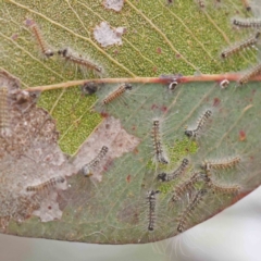 Uraba lugens (Gumleaf Skeletonizer) at Bruce Ridge to Gossan Hill - 21 Aug 2023 by ConBoekel