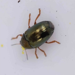 Ditropidus sp. (genus) (Leaf beetle) at Bruce Ridge to Gossan Hill - 21 Aug 2023 by ConBoekel