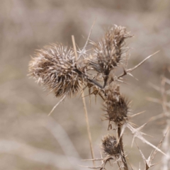 Cirsium vulgare (Spear Thistle) at Bruce Ridge to Gossan Hill - 21 Aug 2023 by ConBoekel