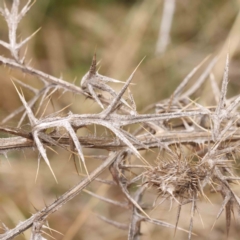 Cirsium vulgare at Bruce, ACT - 21 Aug 2023