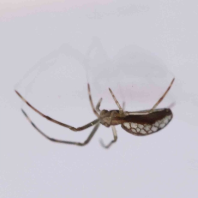 Tetragnatha sp. (genus) at Bruce Ridge - 21 Aug 2023 by ConBoekel