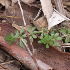 Galium aparine (Goosegrass, Cleavers) at Bruce, ACT - 21 Aug 2023 by ConBoekel