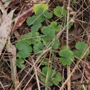 Hydrocotyle laxiflora at Bruce, ACT - 21 Aug 2023