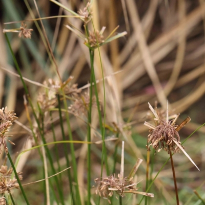 Cyperus eragrostis (Umbrella Sedge) at Bruce, ACT - 21 Aug 2023 by ConBoekel