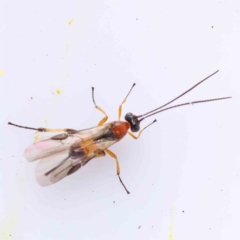 Ichneumonidae (family) at Bruce Ridge to Gossan Hill - 21 Aug 2023 by ConBoekel