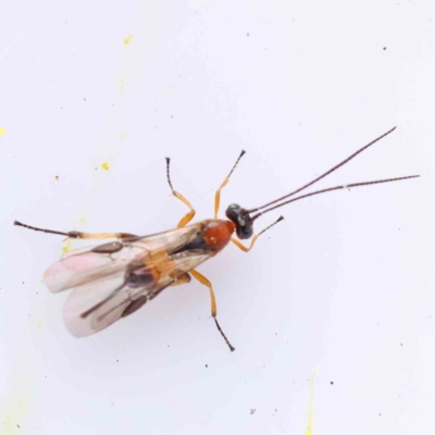 Unidentified Parasitic wasp (numerous families) at Bruce, ACT - 21 Aug 2023 by ConBoekel