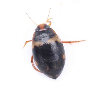 Chostonectes gigas (A predaceous diving beetles) at Bruce, ACT - 21 Aug 2023 by ConBoekel