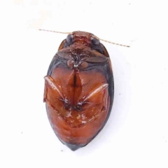 Chostonectes gigas at Bruce, ACT - 21 Aug 2023 12:42 PM