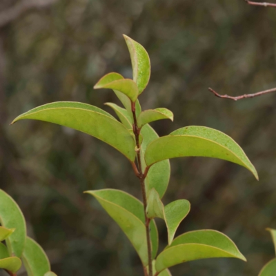 Ligustrum lucidum (Large-leaved Privet) at Bruce Ridge to Gossan Hill - 21 Aug 2023 by ConBoekel