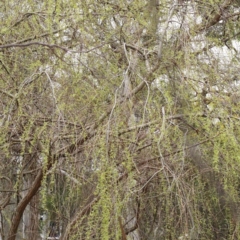 Salix babylonica (Weeping Willow) at Bruce, ACT - 21 Aug 2023 by ConBoekel