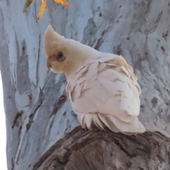 Cacatua sanguinea (Little Corella) at Watson, ACT - 25 Aug 2023 by AniseStar