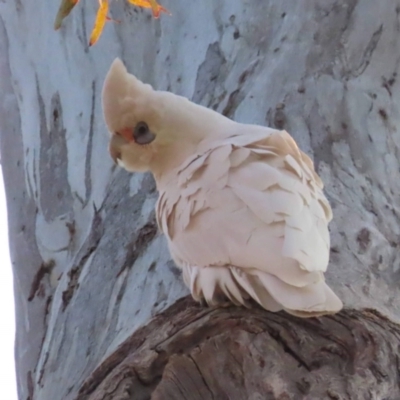 Cacatua sanguinea (Little Corella) at Watson, ACT - 25 Aug 2023 by AniseStar