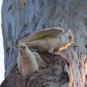 Cacatua sanguinea at Watson, ACT - 25 Aug 2023