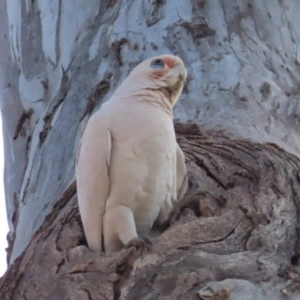 Cacatua sanguinea at Watson, ACT - 25 Aug 2023