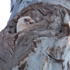 Cacatua sanguinea at Watson, ACT - 25 Aug 2023