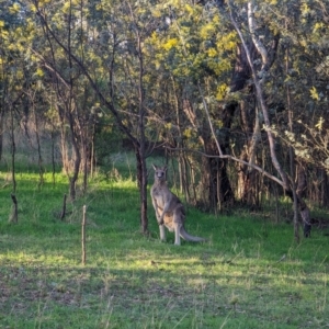 Macropus giganteus at Macgregor, ACT - 25 Aug 2023