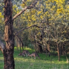 Macropus giganteus at Macgregor, ACT - 25 Aug 2023 04:44 PM